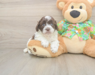 5 week old Cockapoo Puppy For Sale - Simply Southern Pups