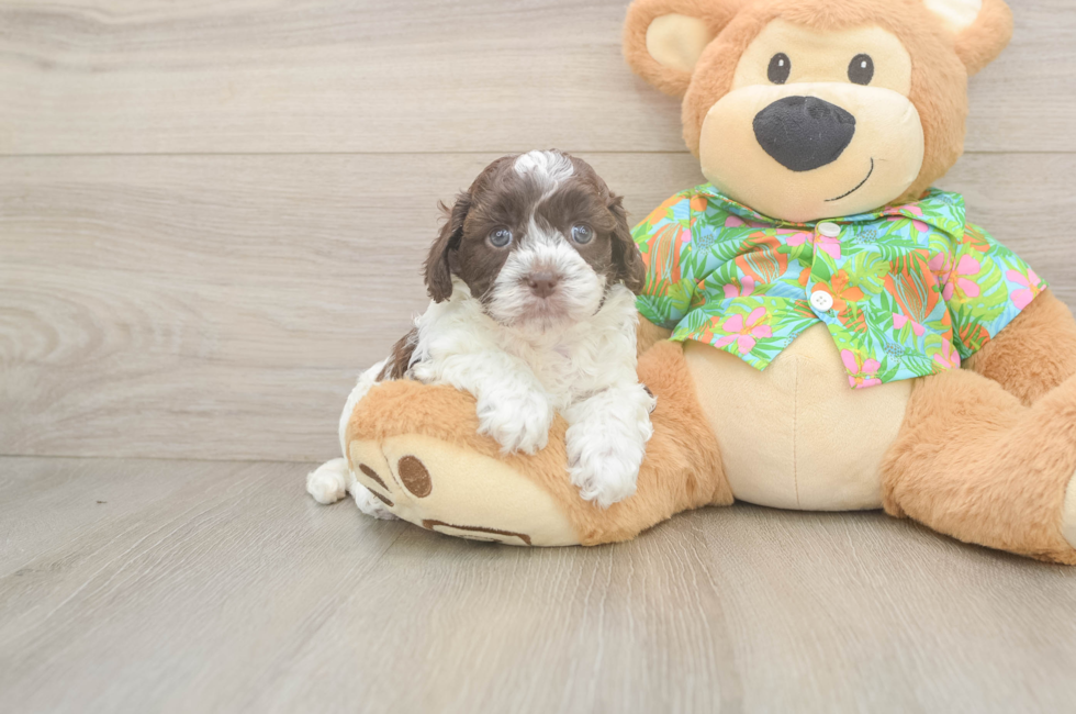 5 week old Cockapoo Puppy For Sale - Simply Southern Pups