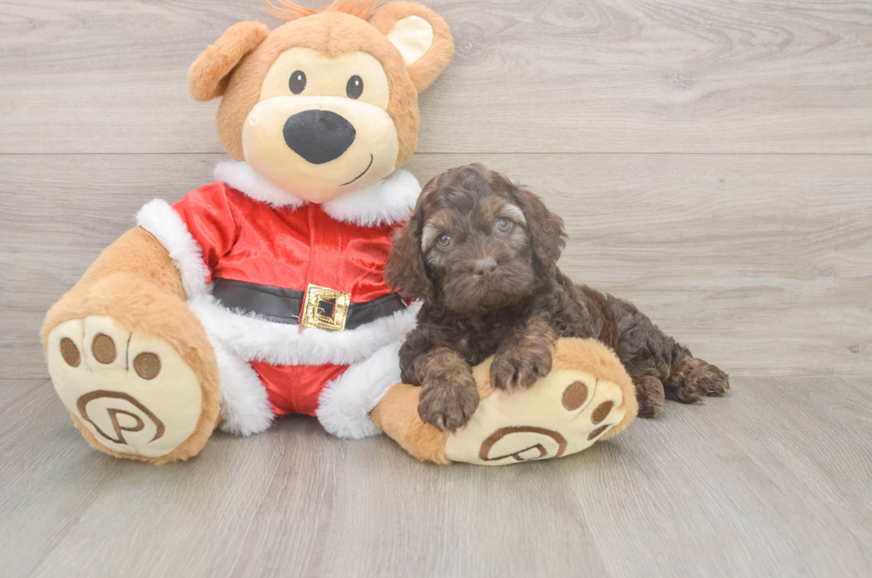 5 week old Cockapoo Puppy For Sale - Simply Southern Pups