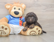 7 week old Cockapoo Puppy For Sale - Simply Southern Pups