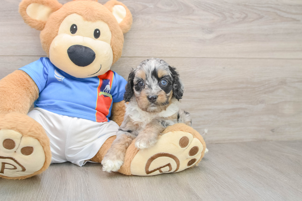 Cockapoo Pup Being Cute
