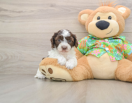 5 week old Cockapoo Puppy For Sale - Simply Southern Pups