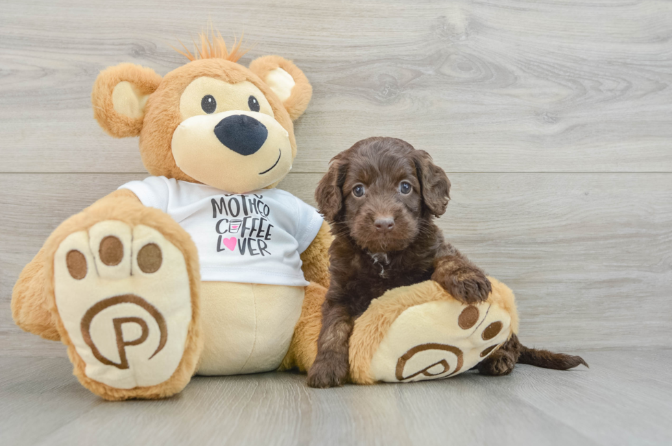 5 week old Cockapoo Puppy For Sale - Simply Southern Pups