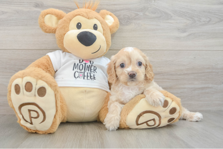 Cockapoo Pup Being Cute