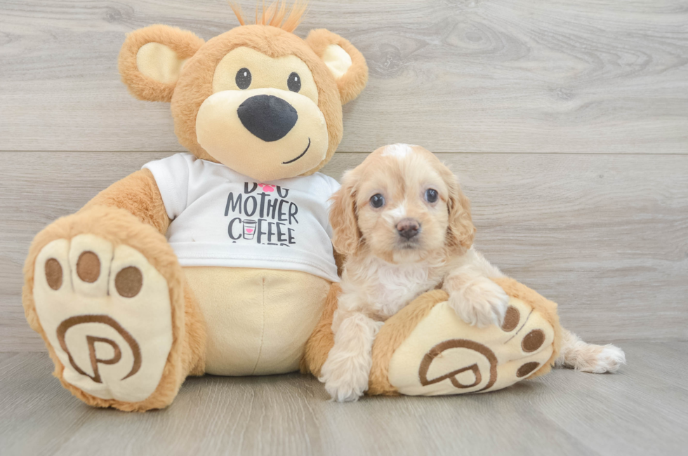 5 week old Cockapoo Puppy For Sale - Simply Southern Pups