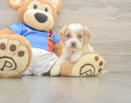 7 week old Cockapoo Puppy For Sale - Simply Southern Pups
