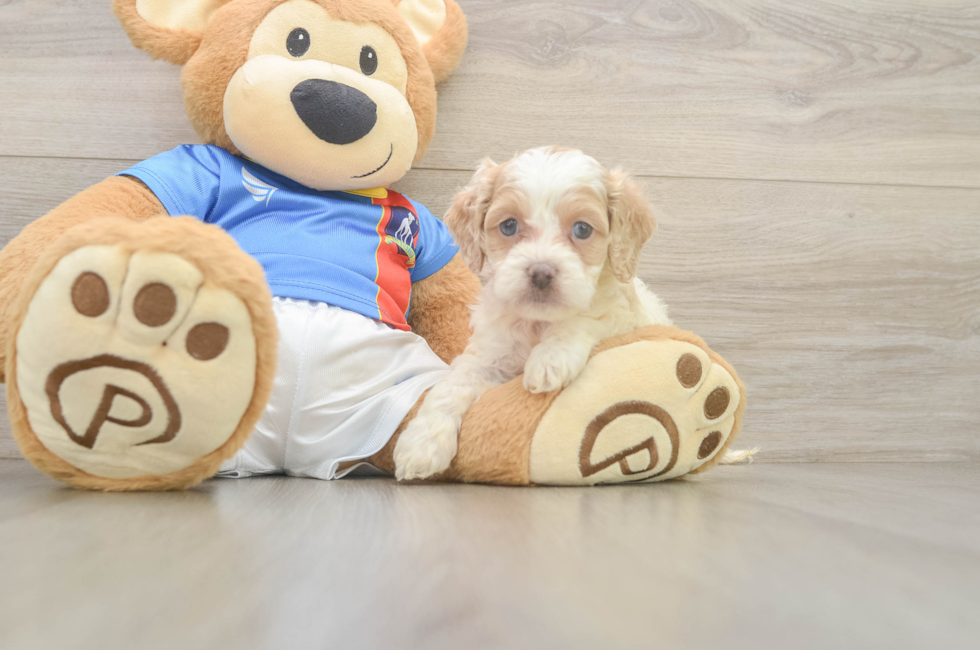 6 week old Cockapoo Puppy For Sale - Simply Southern Pups