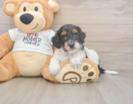 6 week old Cockapoo Puppy For Sale - Simply Southern Pups