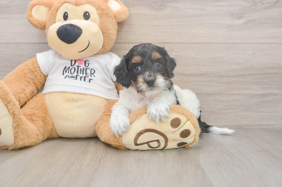 5 week old Cockapoo Puppy For Sale - Simply Southern Pups