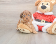 6 week old Cockapoo Puppy For Sale - Simply Southern Pups