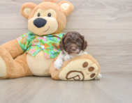 5 week old Cockapoo Puppy For Sale - Simply Southern Pups