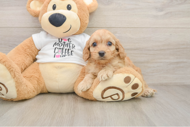 Cockapoo Pup Being Cute