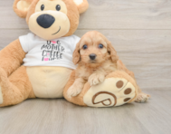 8 week old Cockapoo Puppy For Sale - Simply Southern Pups