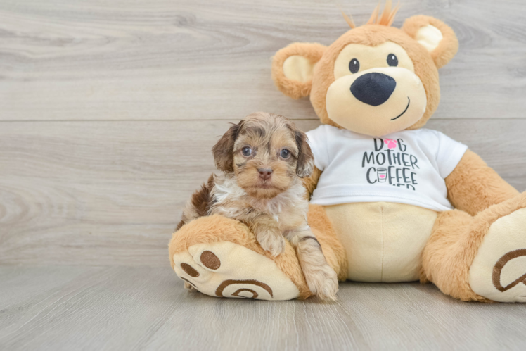 Cockapoo Puppy for Adoption