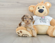 9 week old Cockapoo Puppy For Sale - Simply Southern Pups