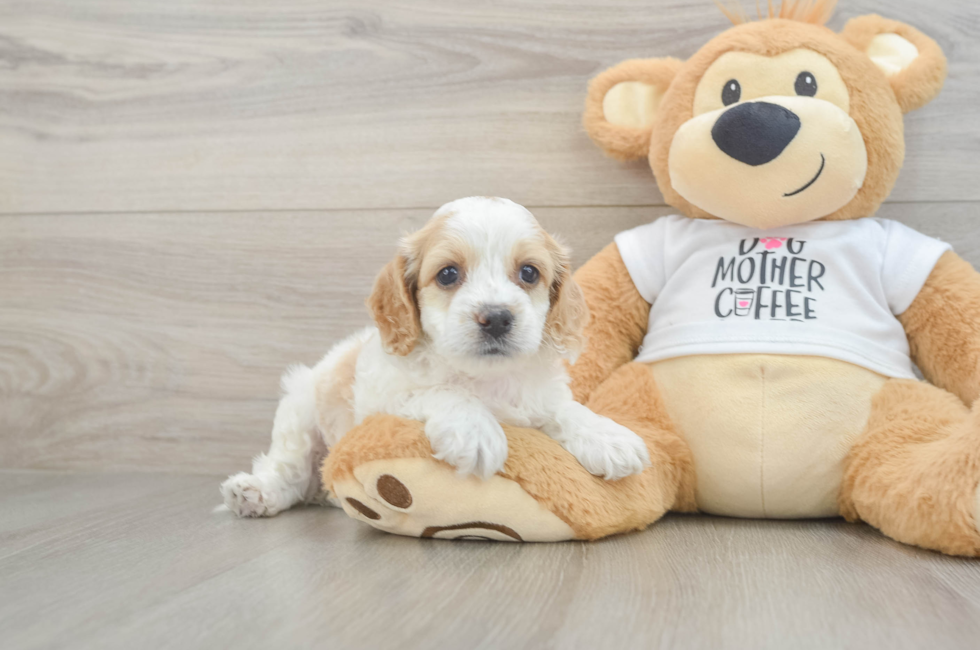 5 week old Cockapoo Puppy For Sale - Simply Southern Pups