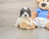 8 week old Cockapoo Puppy For Sale - Simply Southern Pups