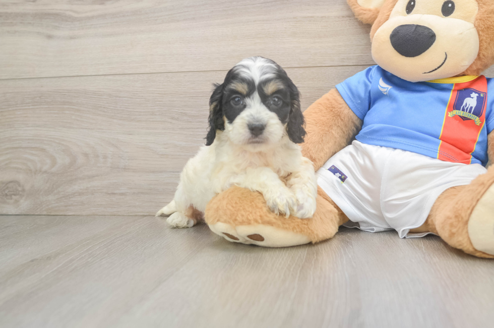 6 week old Cockapoo Puppy For Sale - Simply Southern Pups