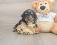 6 week old Cockapoo Puppy For Sale - Simply Southern Pups