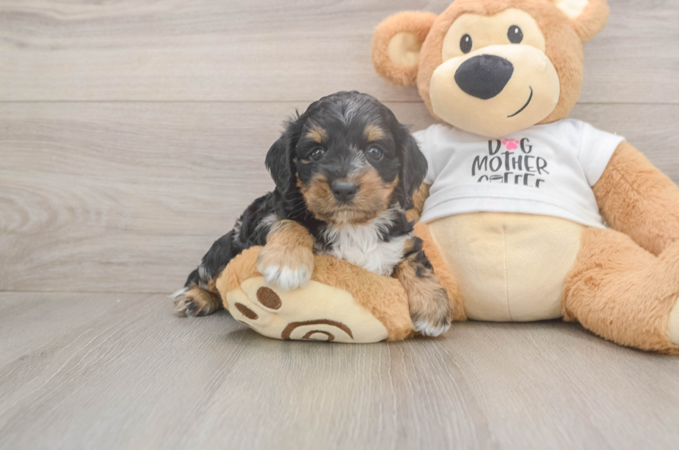 5 week old Cockapoo Puppy For Sale - Simply Southern Pups