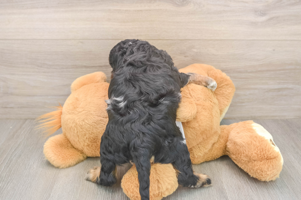 Hypoallergenic Cocker Doodle Poodle Mix Puppy