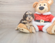 6 week old Cockapoo Puppy For Sale - Simply Southern Pups