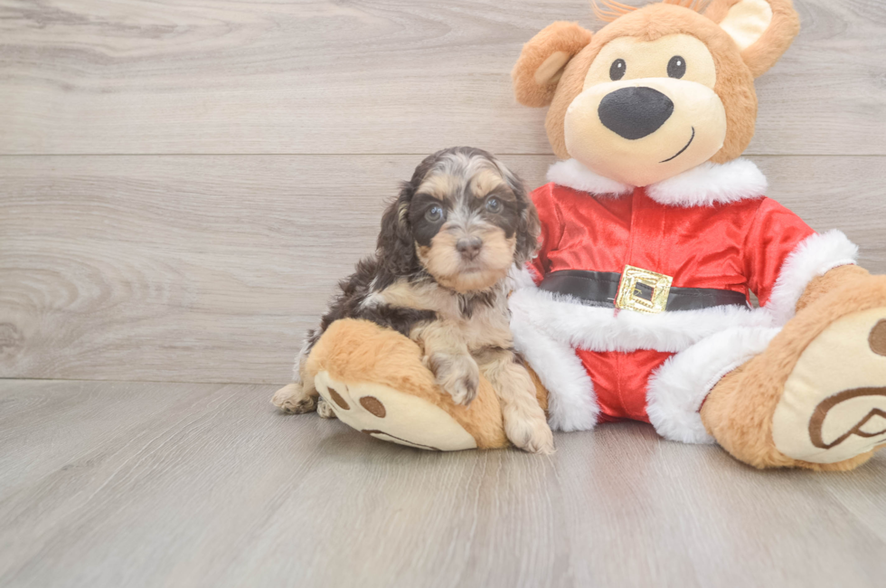 5 week old Cockapoo Puppy For Sale - Simply Southern Pups