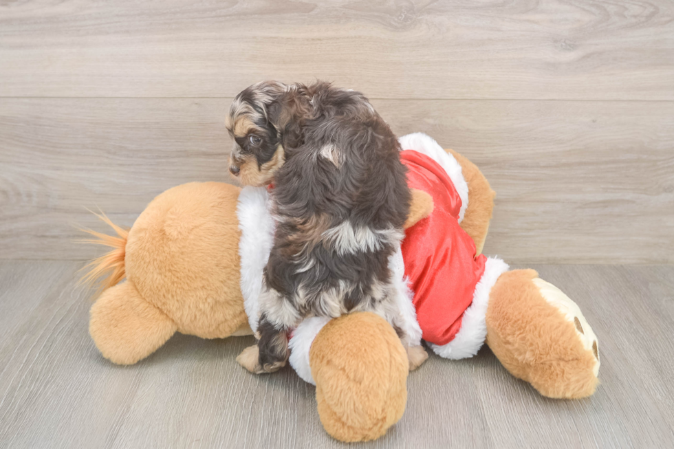 Fluffy Cockapoo Poodle Mix Pup