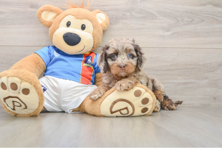 Cockapoo Puppy for Adoption