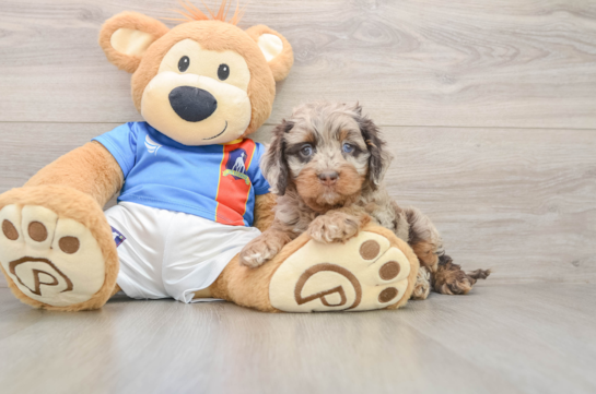 Cockapoo Puppy for Adoption