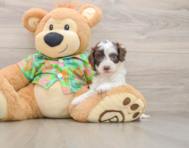 7 week old Cockapoo Puppy For Sale - Simply Southern Pups