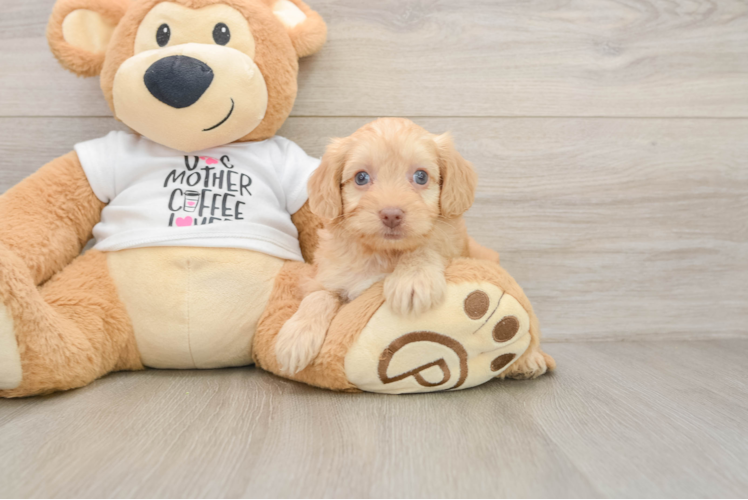 Friendly Cockapoo Baby