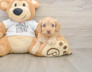 8 week old Cockapoo Puppy For Sale - Simply Southern Pups