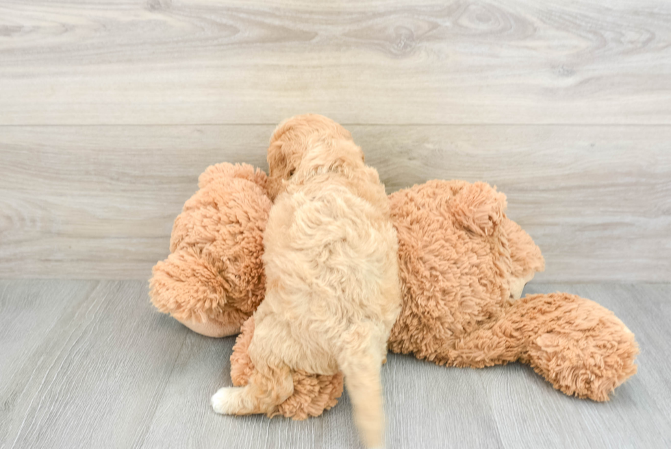 Fluffy Cockapoo Poodle Mix Pup