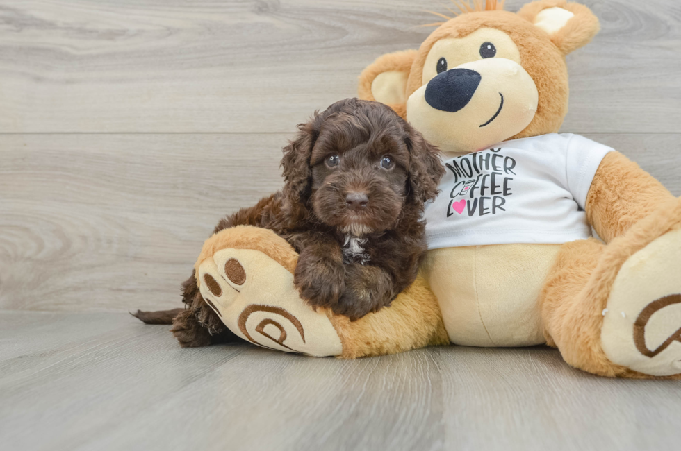 5 week old Cockapoo Puppy For Sale - Simply Southern Pups