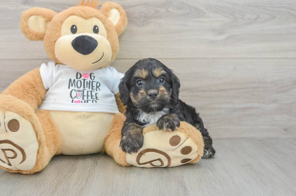 5 week old Cockapoo Puppy For Sale - Simply Southern Pups