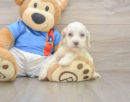 7 week old Cockapoo Puppy For Sale - Simply Southern Pups