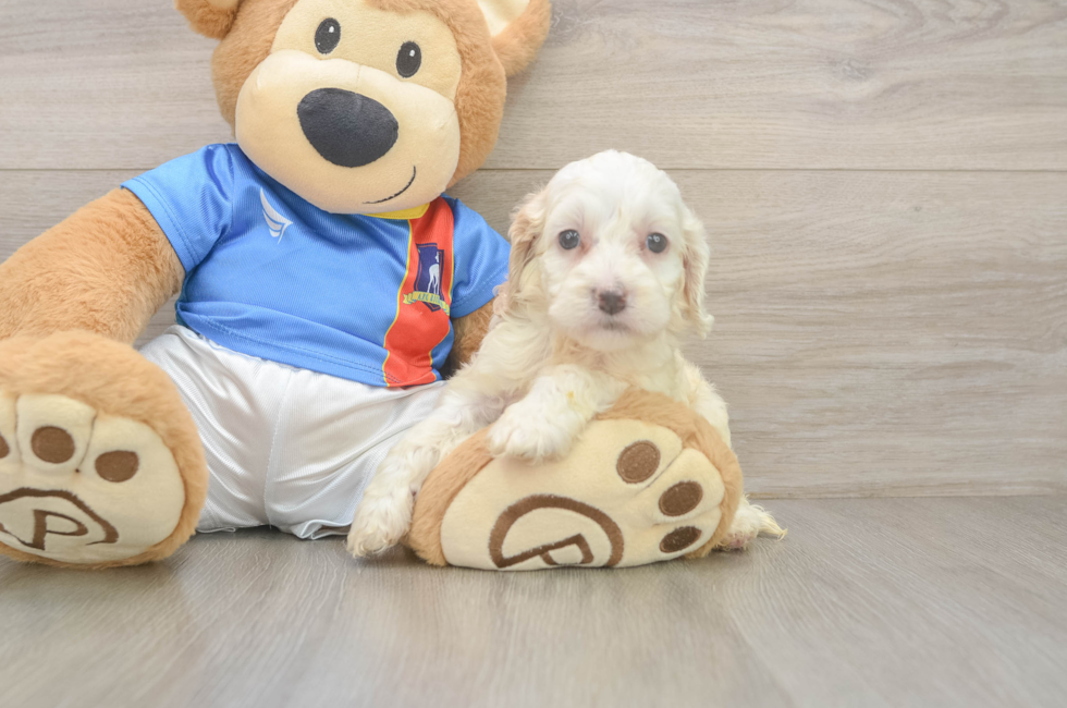 6 week old Cockapoo Puppy For Sale - Simply Southern Pups