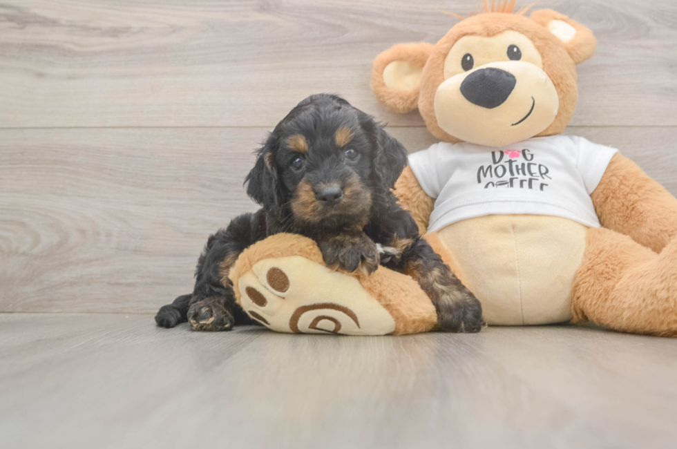 5 week old Cockapoo Puppy For Sale - Simply Southern Pups