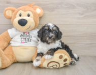 8 week old Cockapoo Puppy For Sale - Simply Southern Pups