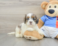 8 week old Cockapoo Puppy For Sale - Simply Southern Pups