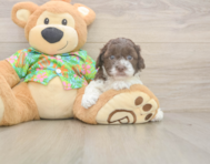 5 week old Cockapoo Puppy For Sale - Simply Southern Pups