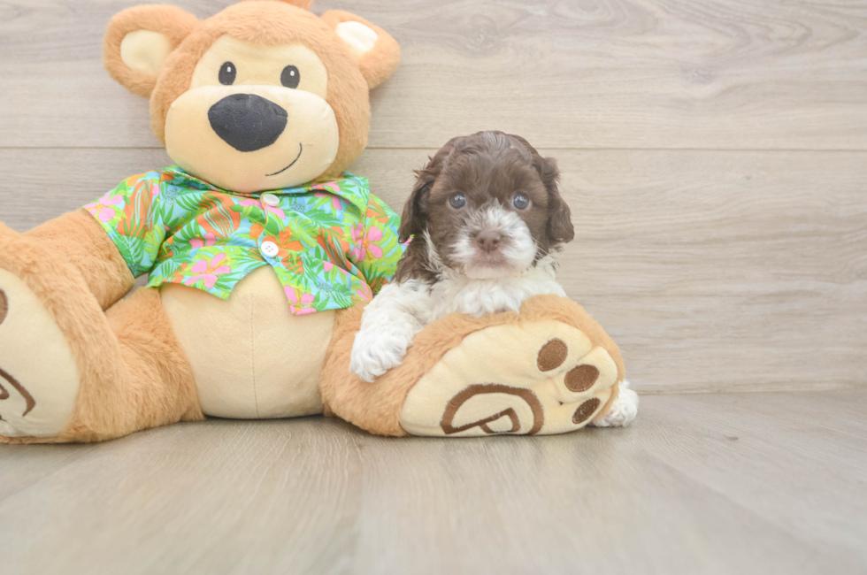 5 week old Cockapoo Puppy For Sale - Simply Southern Pups