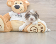 6 week old Cockapoo Puppy For Sale - Simply Southern Pups