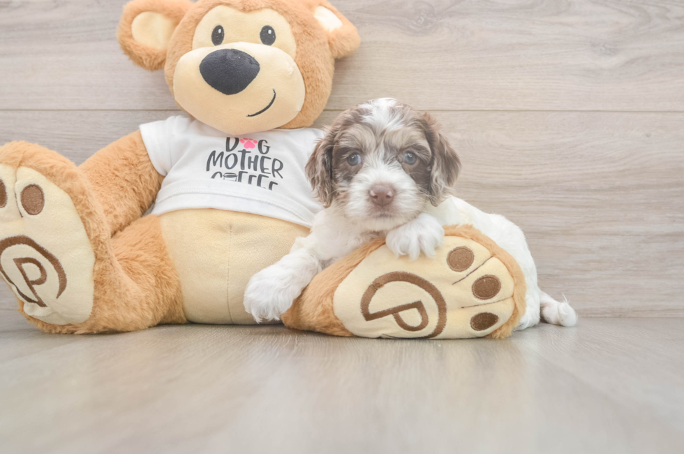 5 week old Cockapoo Puppy For Sale - Simply Southern Pups