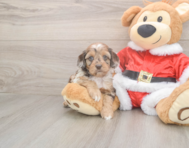 6 week old Cockapoo Puppy For Sale - Simply Southern Pups