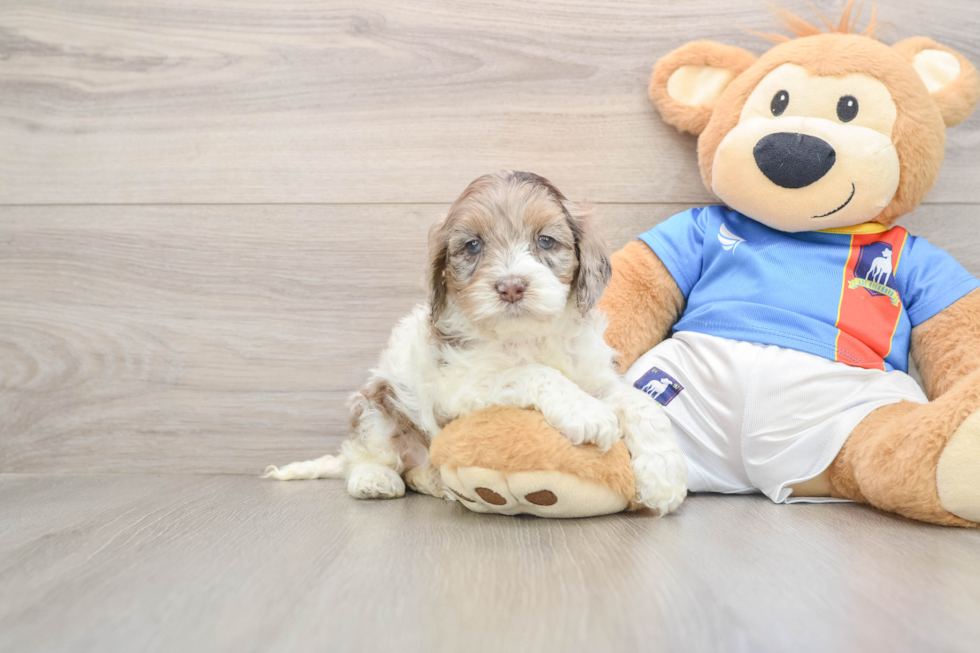 Cockapoo Pup Being Cute