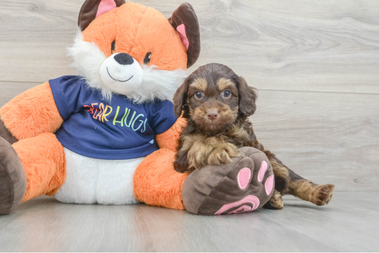 Best Cockapoo Baby