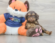 7 week old Cockapoo Puppy For Sale - Simply Southern Pups