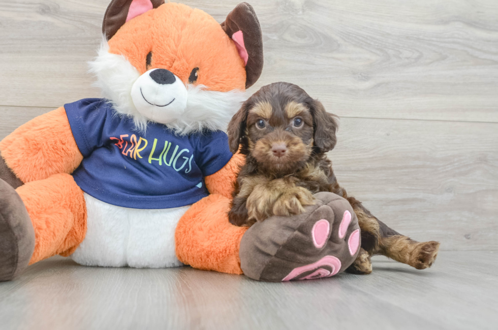 7 week old Cockapoo Puppy For Sale - Simply Southern Pups